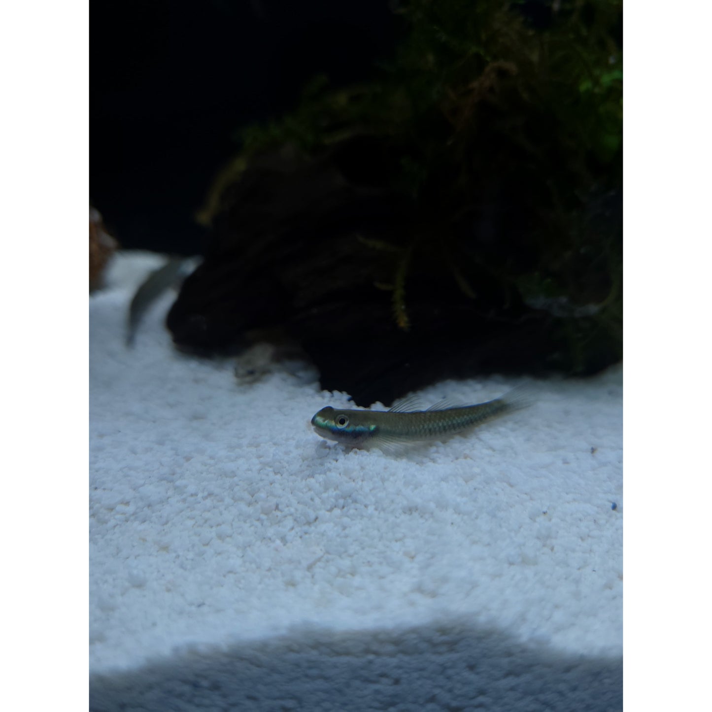 Neon Blue Stiphodon Goby - YoCamron’s Aquatics