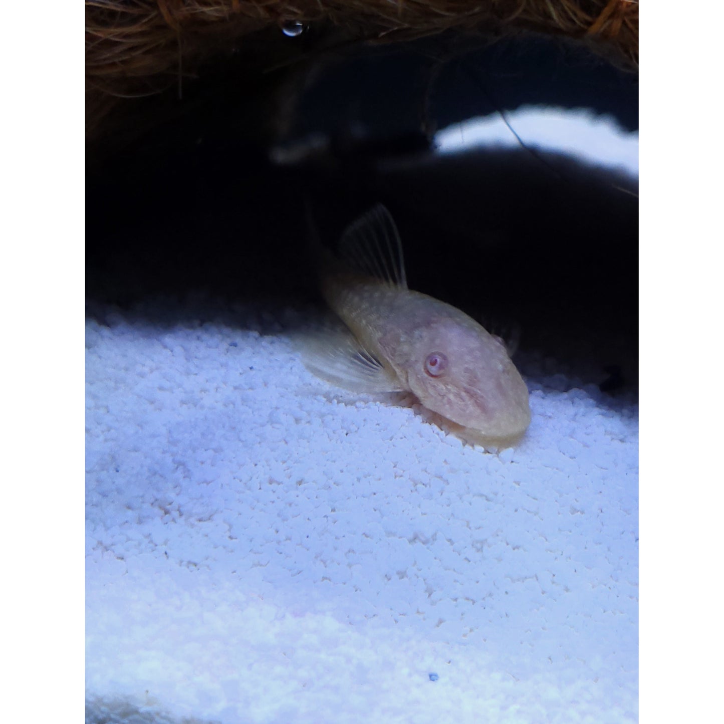 Albino Bristlenose Pleco - YoCamron’s Aquatics