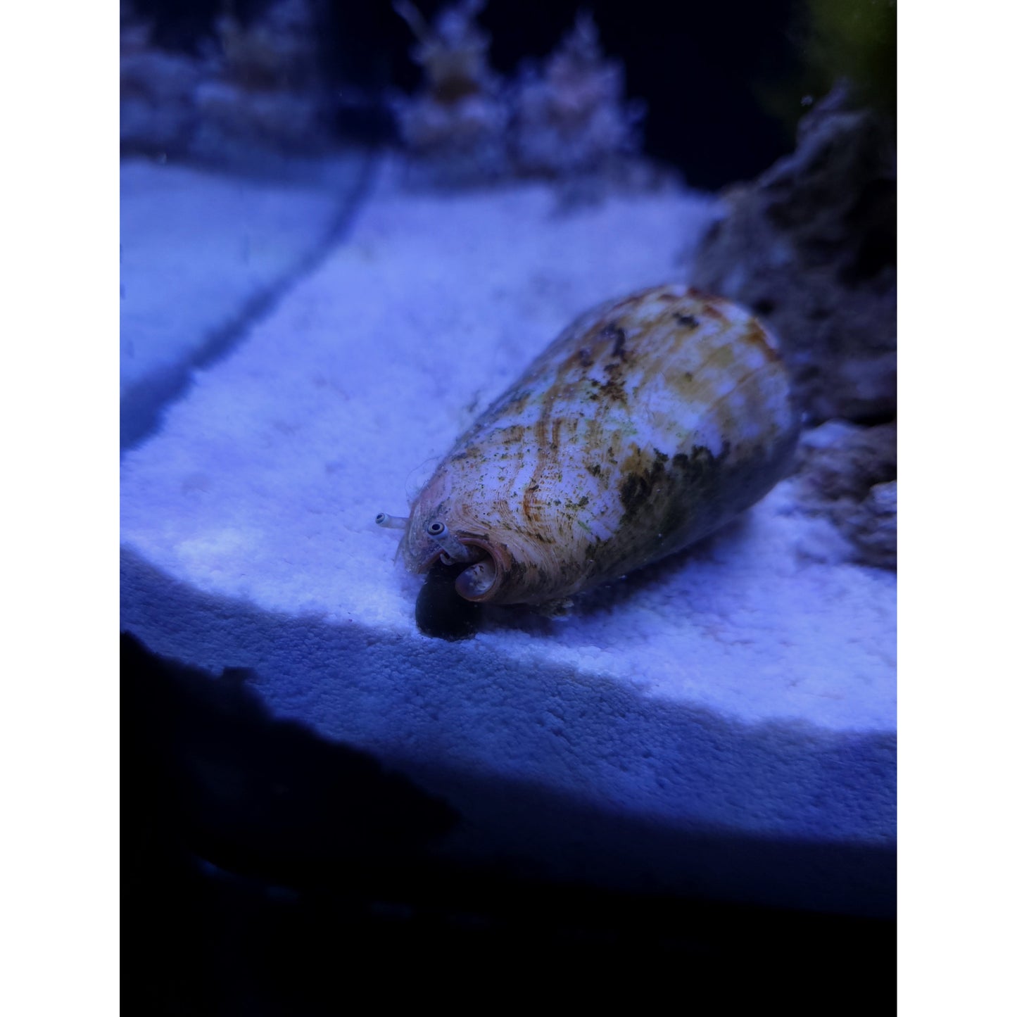 Fighting Sand Sifting Conch - YoCamron’s Aquatics