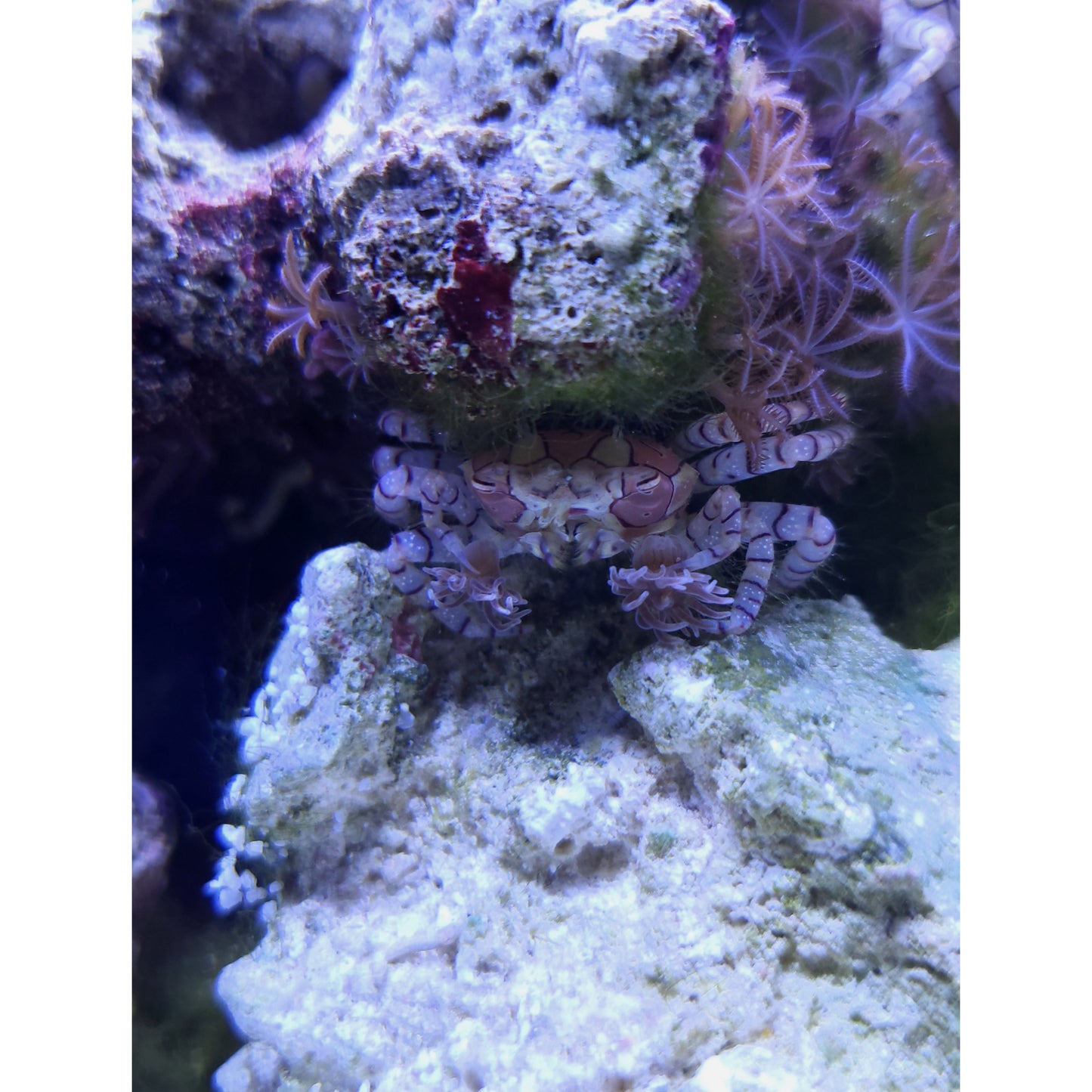 Pom Pom Boxer Crab - YoCamron’s Aquatics