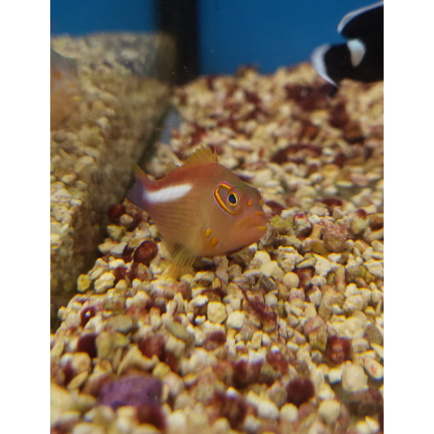 Arc Eye Hawkfish - YoCamron’s Aquatics