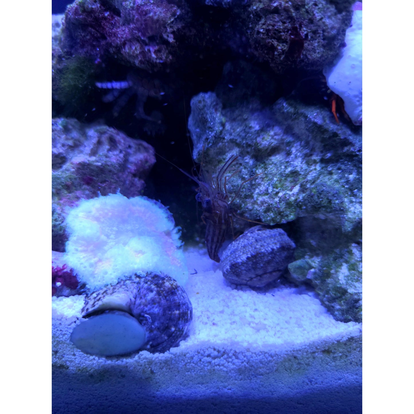 Junda Lin's Peppermint Shrimp - YoCamron’s Aquatics