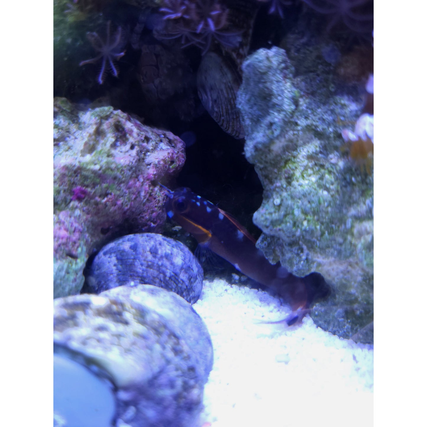 Tailspot Blenny - YoCamron’s Aquatics