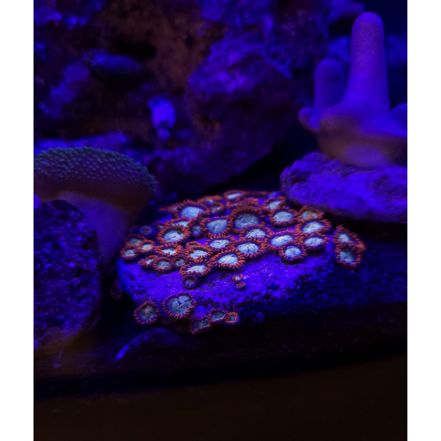 Premium Zoanthid Frag 10+ polyps - YoCamron’s Aquatics