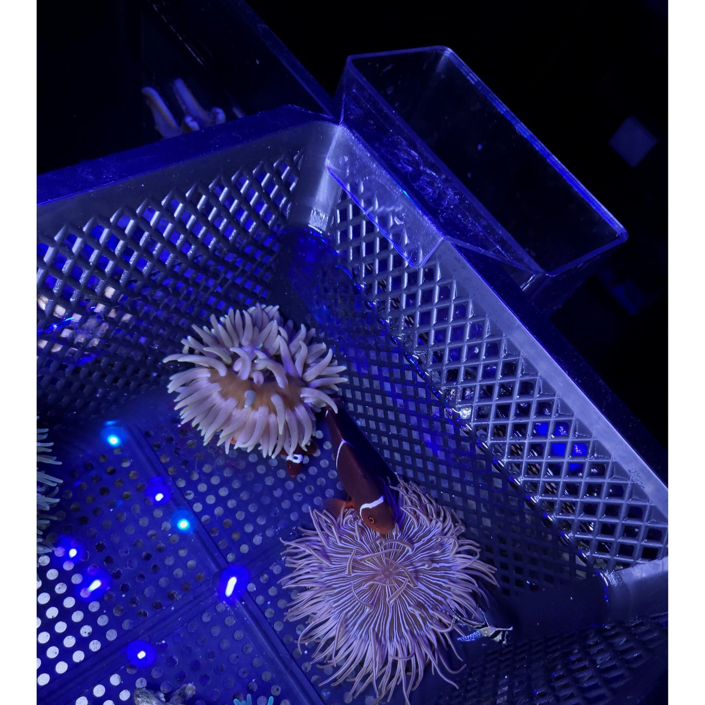 Long Tentacle Anemone - YoCamron’s Aquatics