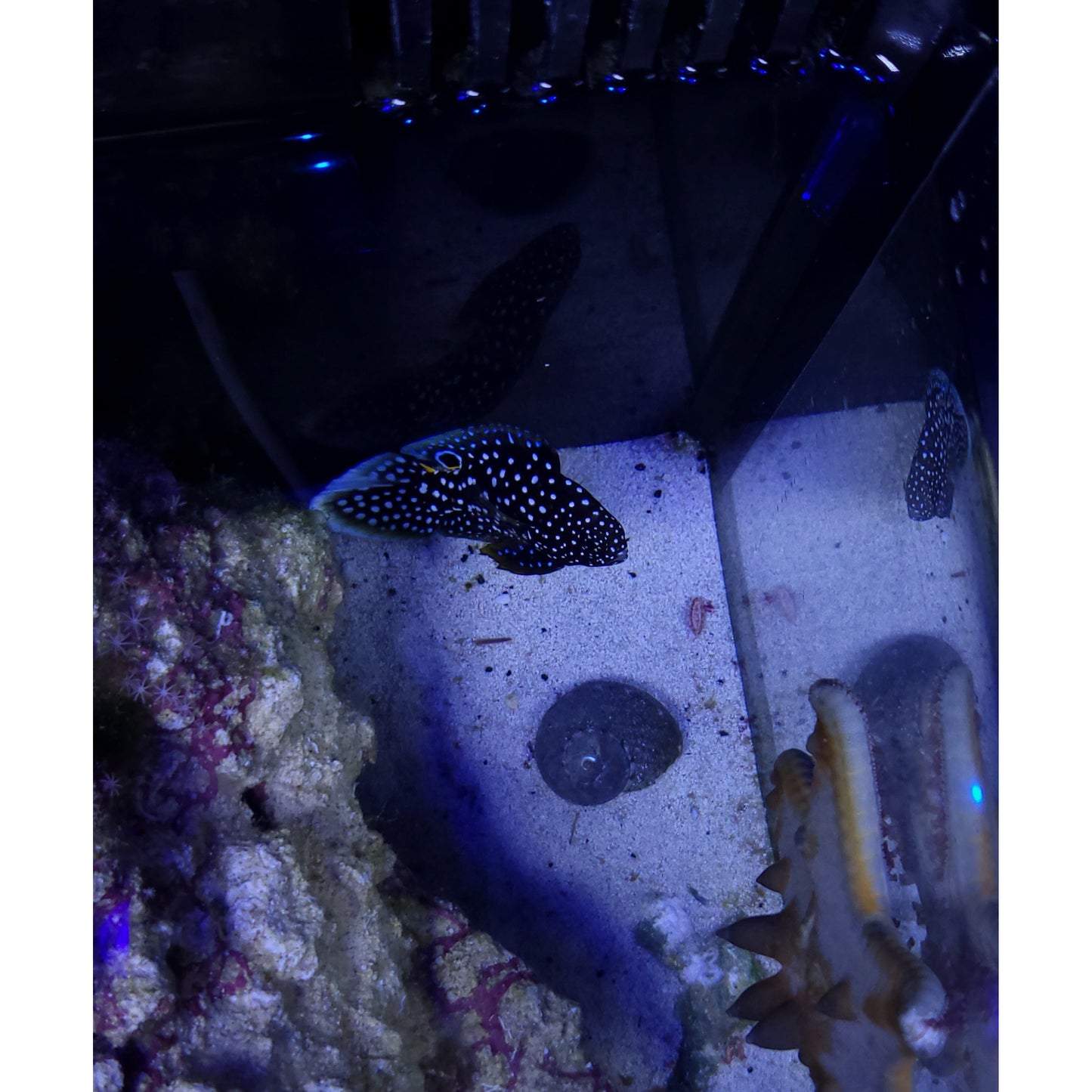 Marine Betta - YoCamron’s Aquatics
