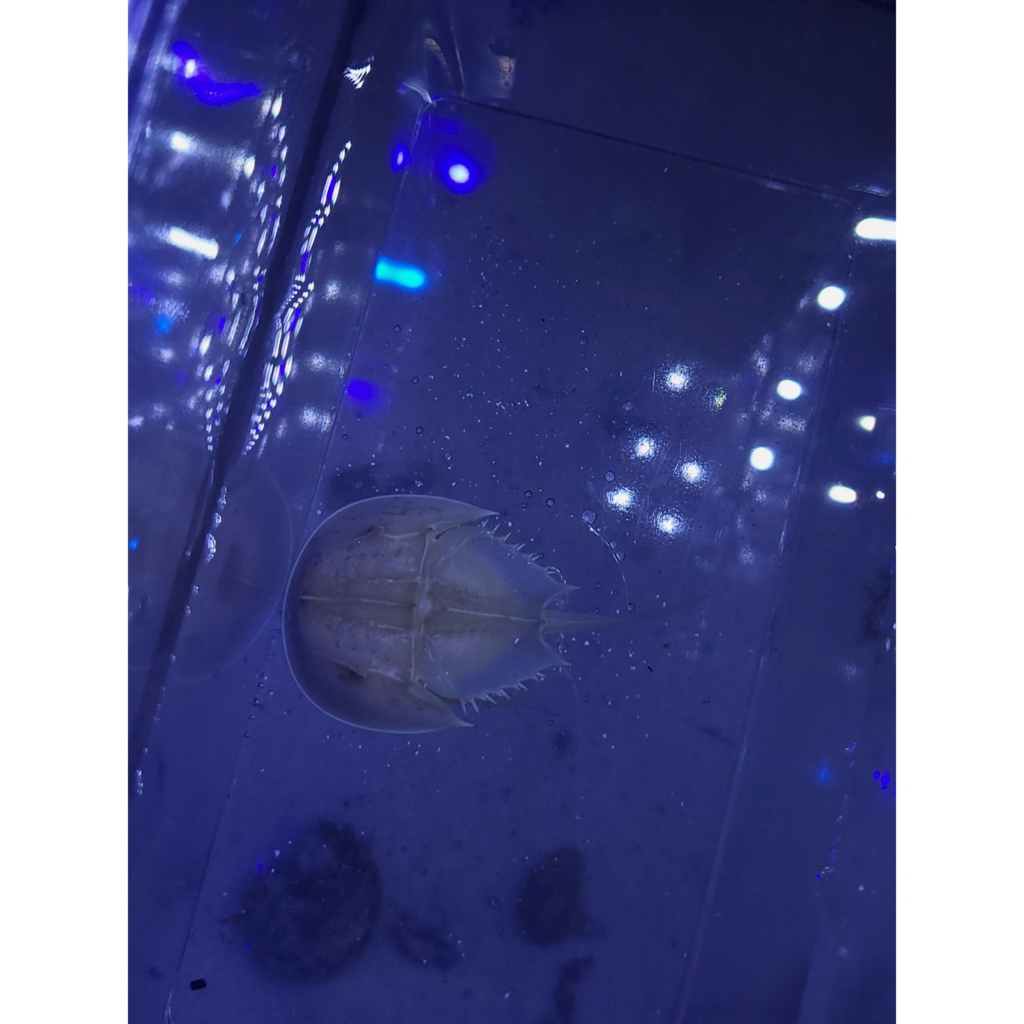 Horseshoe Crab - YoCamron’s Aquatics
