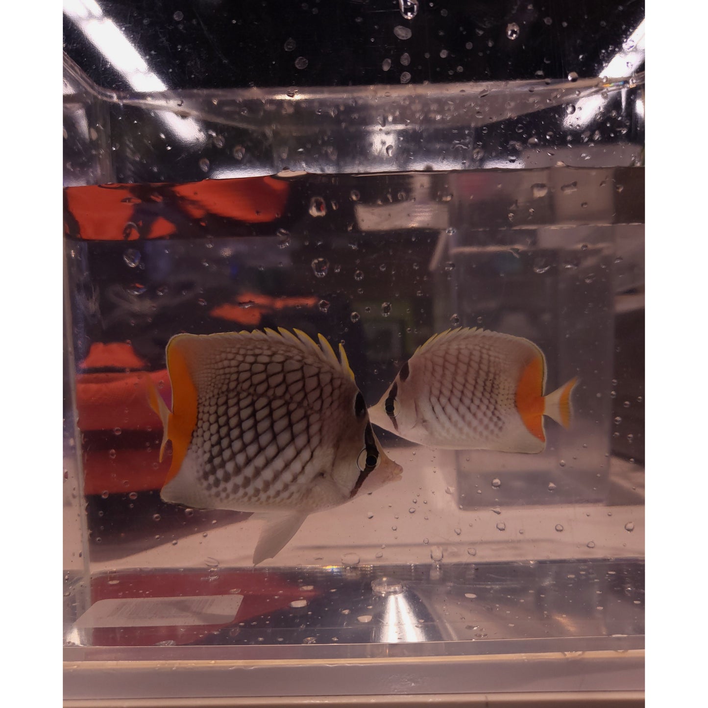 Pearlscale Butterfly - YoCamron’s Aquatics