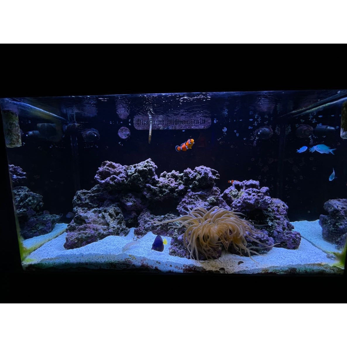 7 STAGE RODI SALTWATER