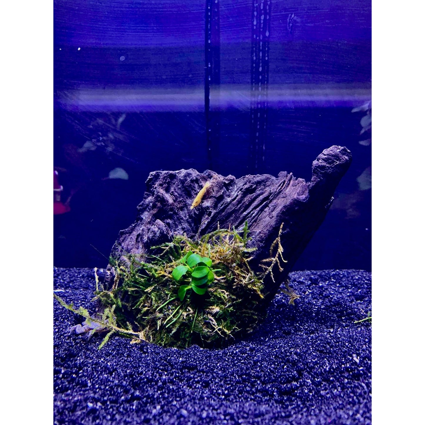 Driftwood with Java Moss and Nana Anubias - YoCamron’s Aquatics