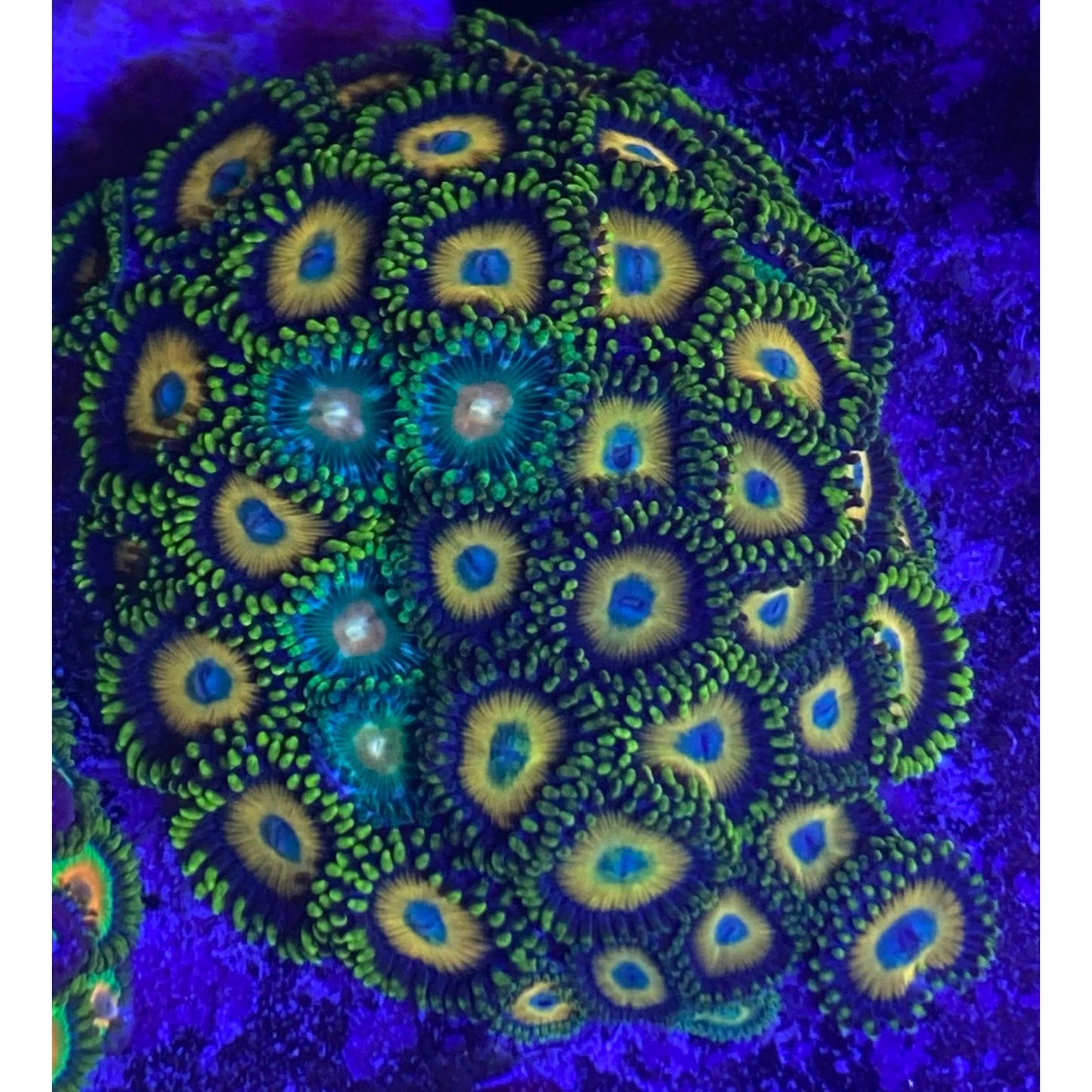 Scrambled Egg Zoanthids - YoCamron’s Aquatics