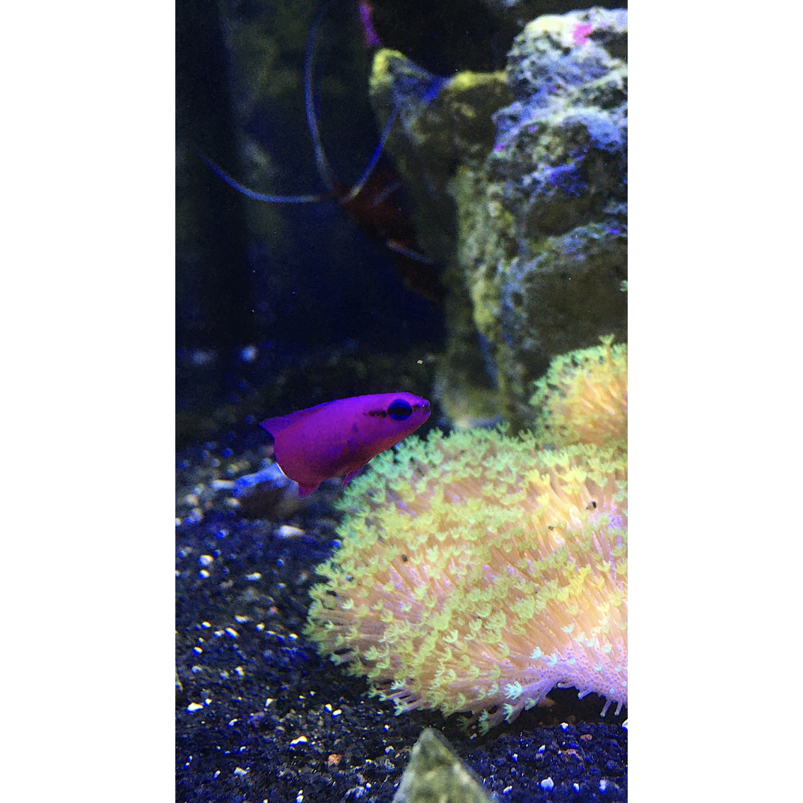 Orchid Dottyback - YoCamron’s Aquatics
