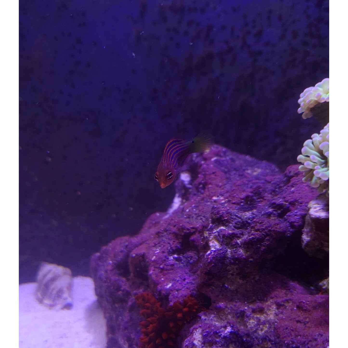 Six-line Wrasse - YoCamron’s Aquatics