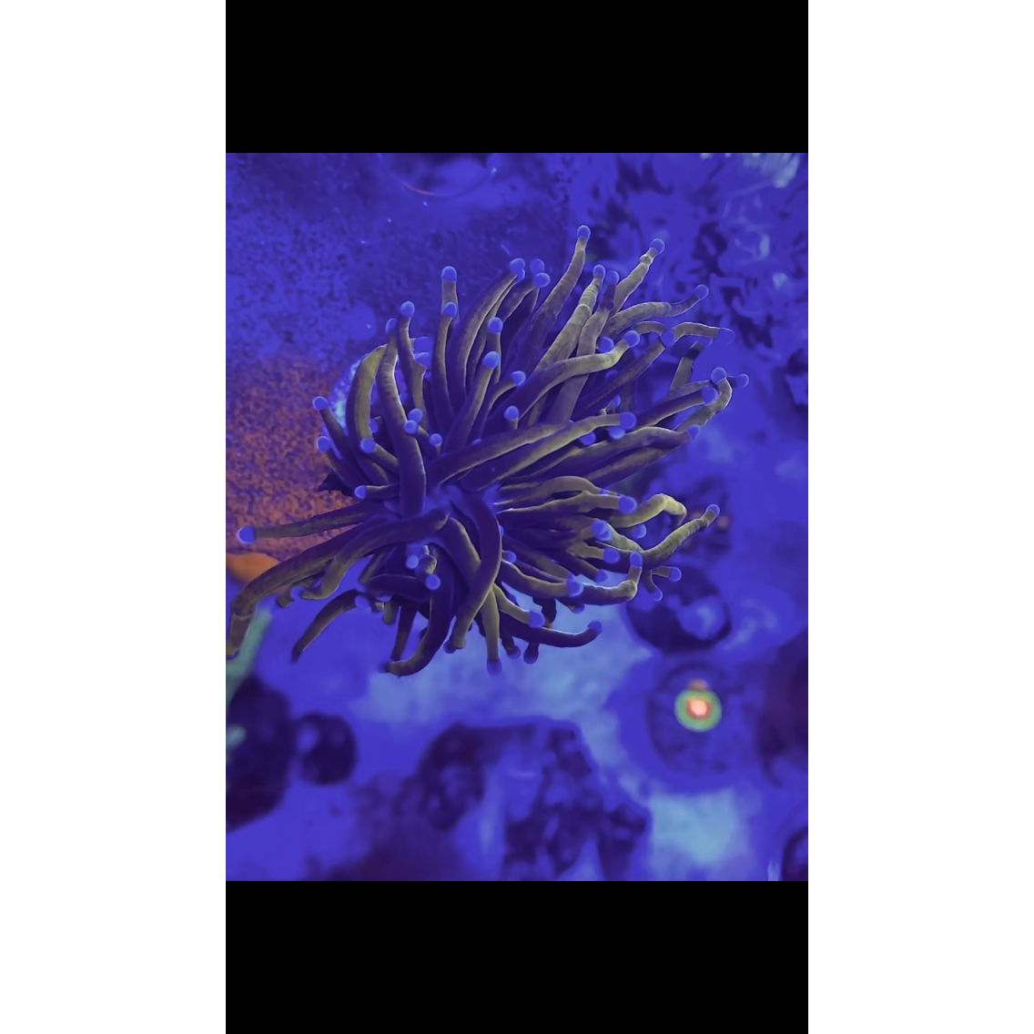Indo Gold Torch 1 head frag