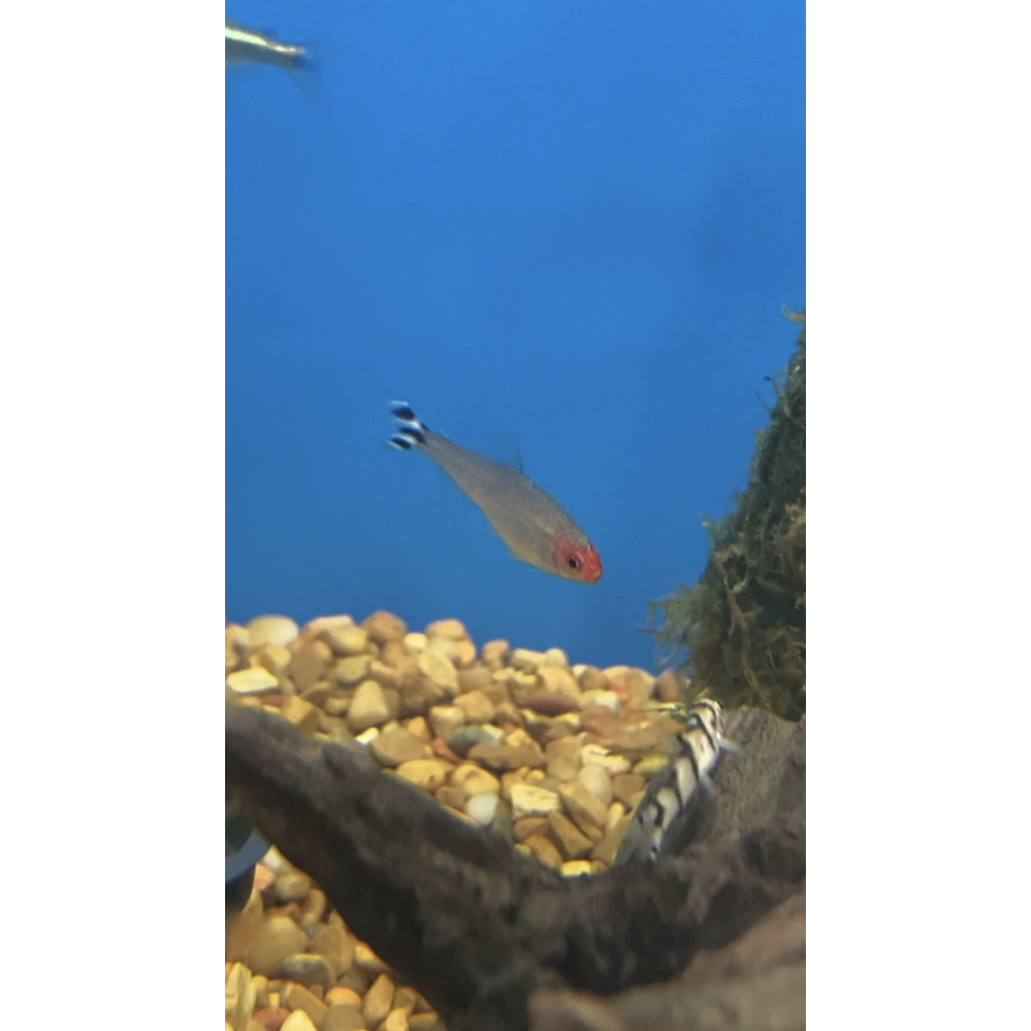 Rummy Nose Tetra - YoCamron’s Aquatics