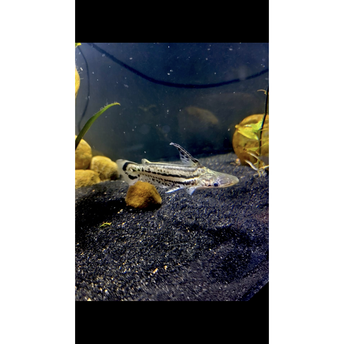 Duckbill Catfish - YoCamron’s Aquatics