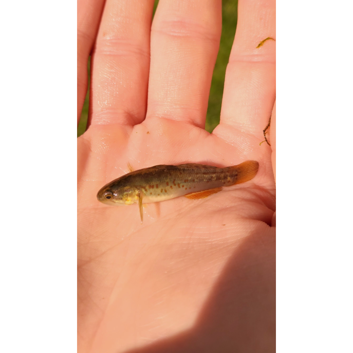 Purple Spotted Sleeper Goby - YoCamron’s Aquatics