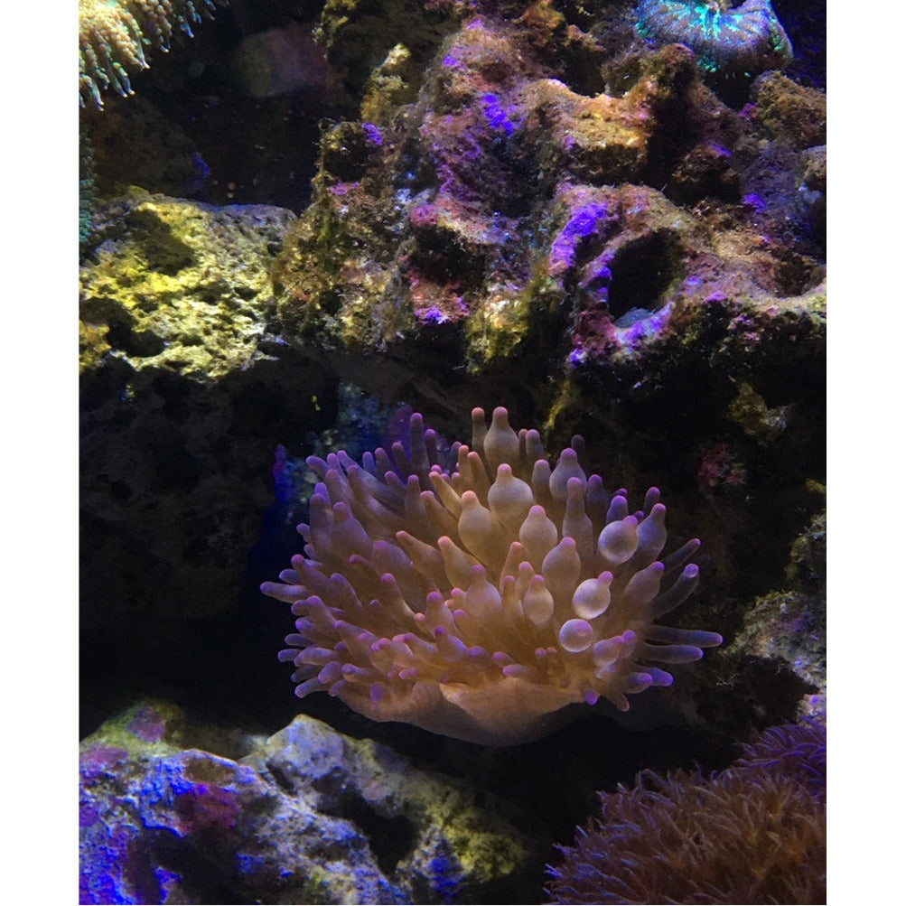 Pink Bubble Tip Anemone - YoCamron’s Aquatics