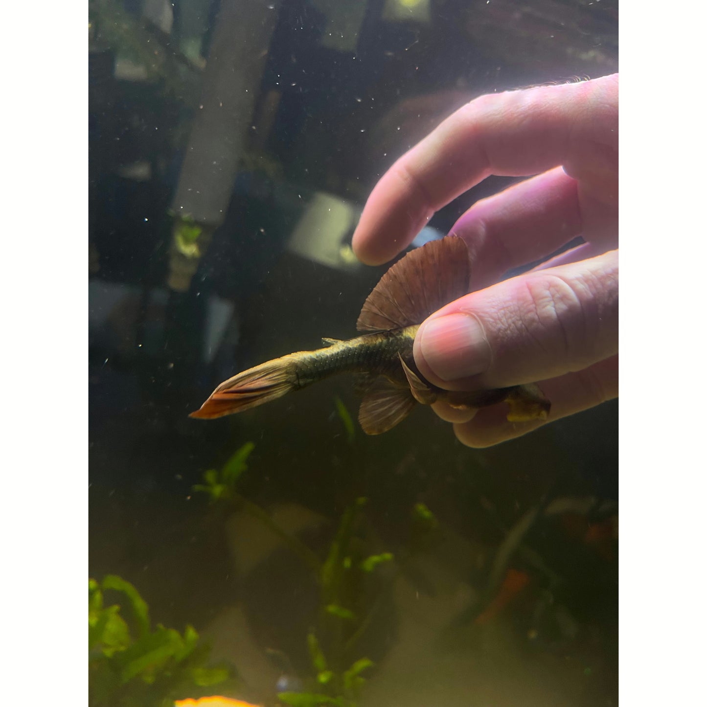L137 Red Fin Blue Eyed Pleco - YoCamron’s Aquatics