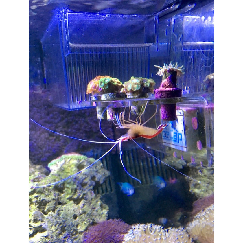 Skunk Cleaner Shrimp - YoCamron’s Aquatics