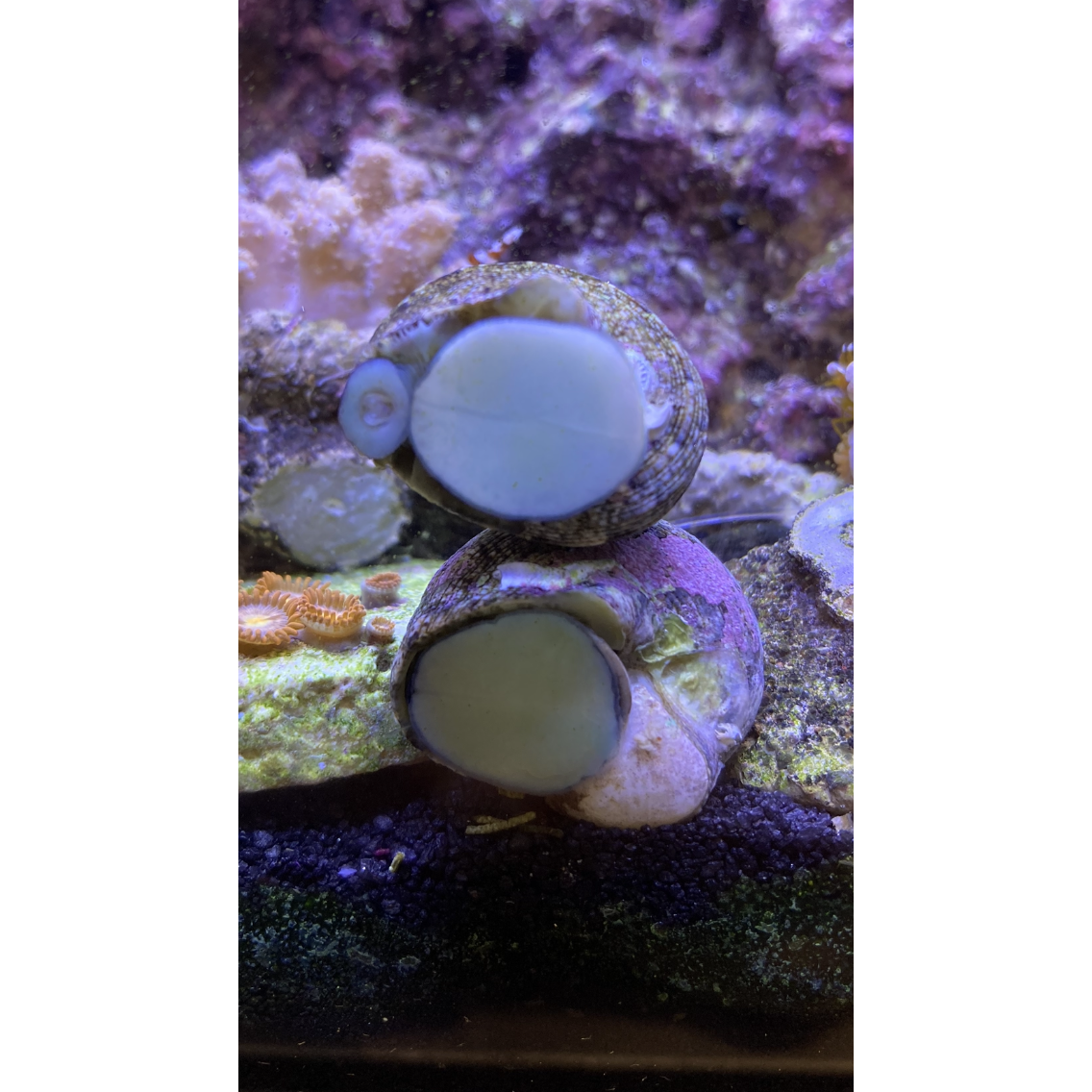 Turbo Snail - YoCamron’s Aquatics