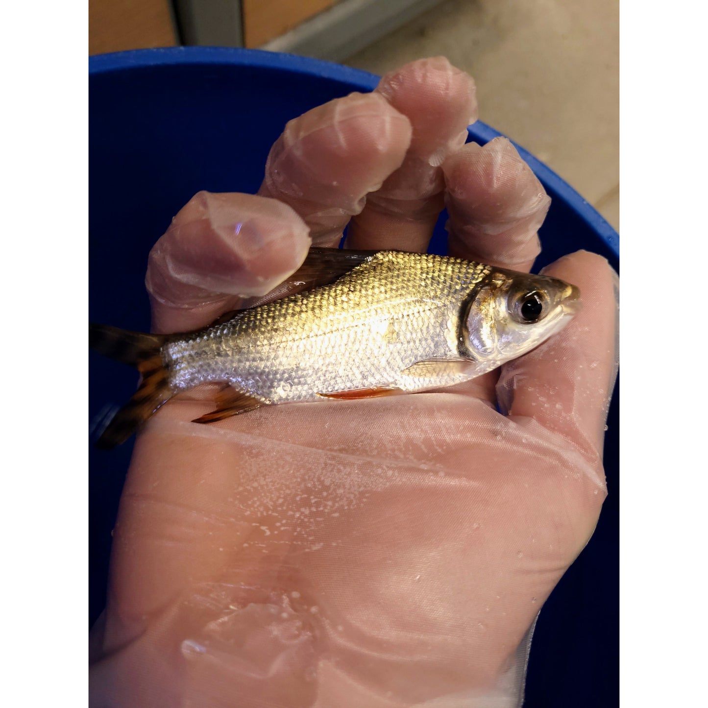 Flagtail prochilodus - YoCamron’s Aquatics