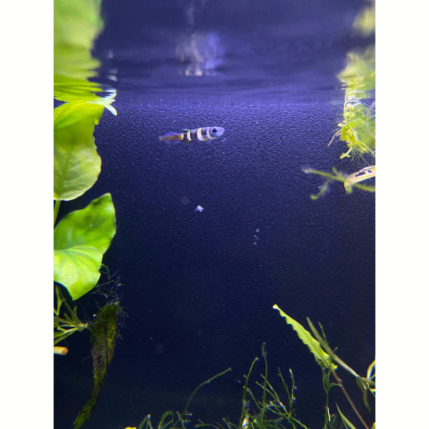 Clown Killifish - YoCamron’s Aquatics