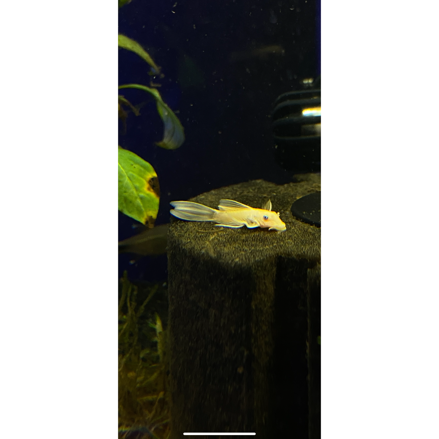 L144a Longfin Blue Eye Lemon Pleco - YoCamron’s Aquatics