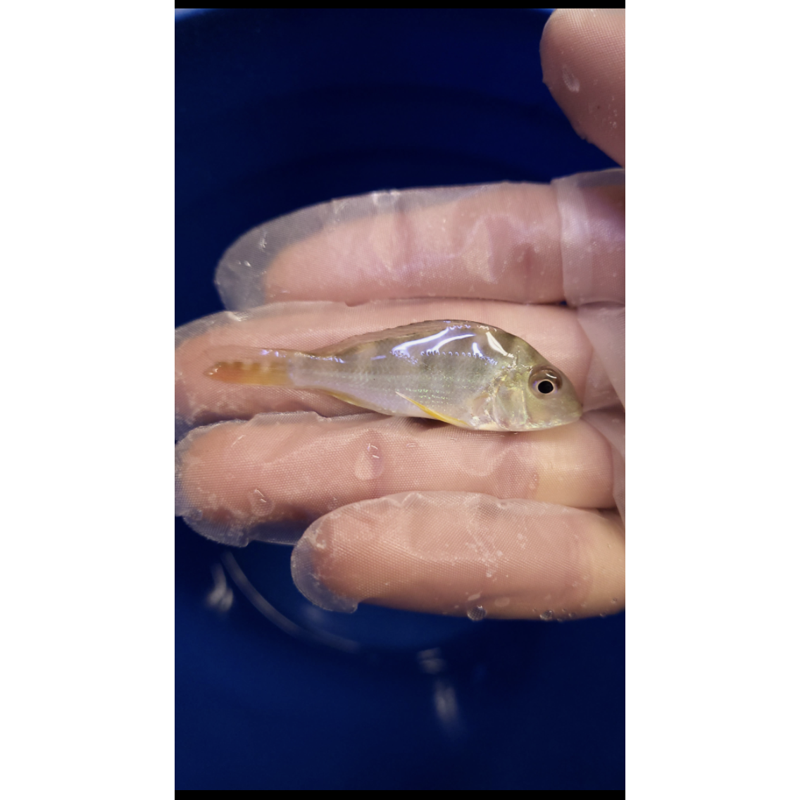 Surinamensis Geophagus - YoCamron’s Aquatics