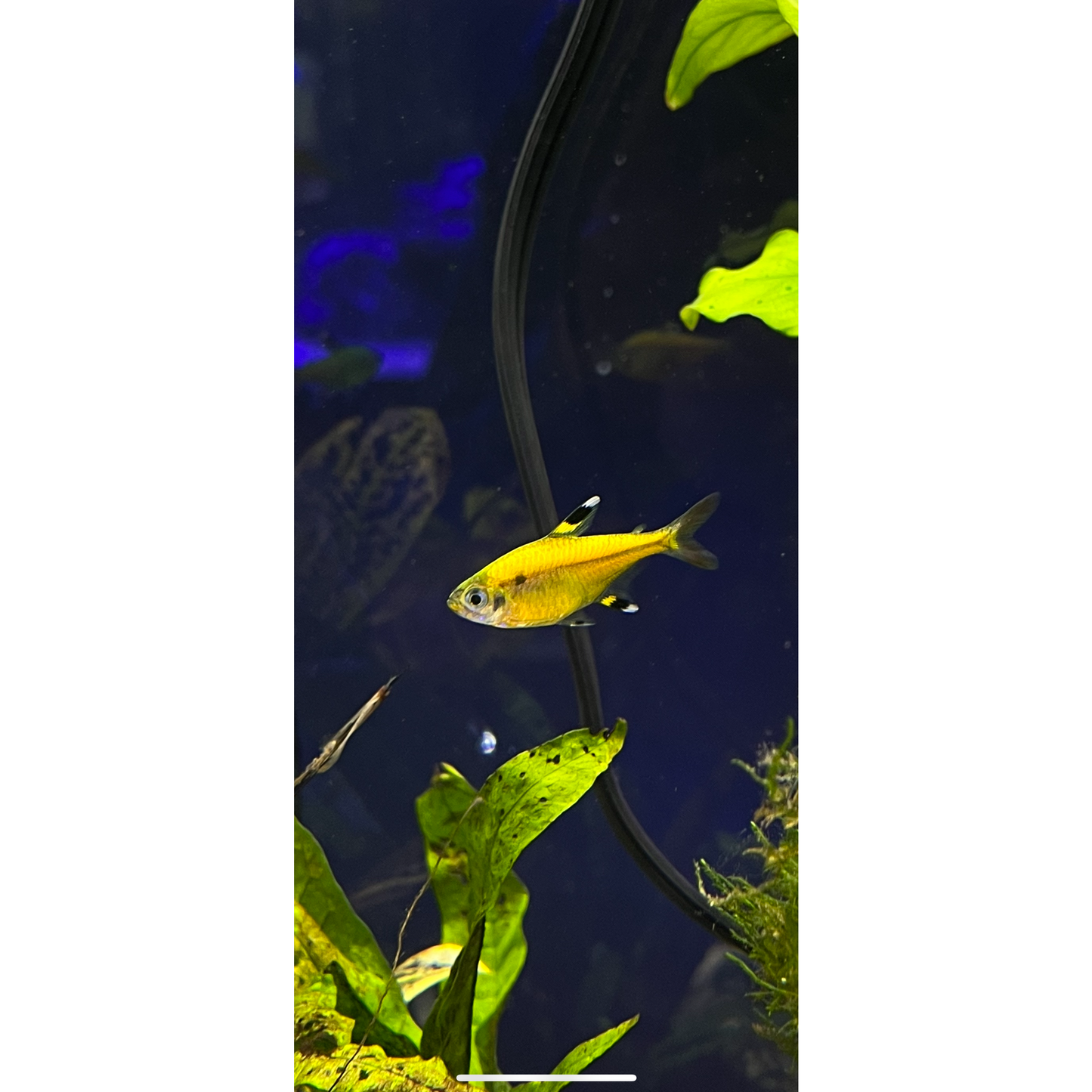 Pristella GloFish Tetra - YoCamron’s Aquatics