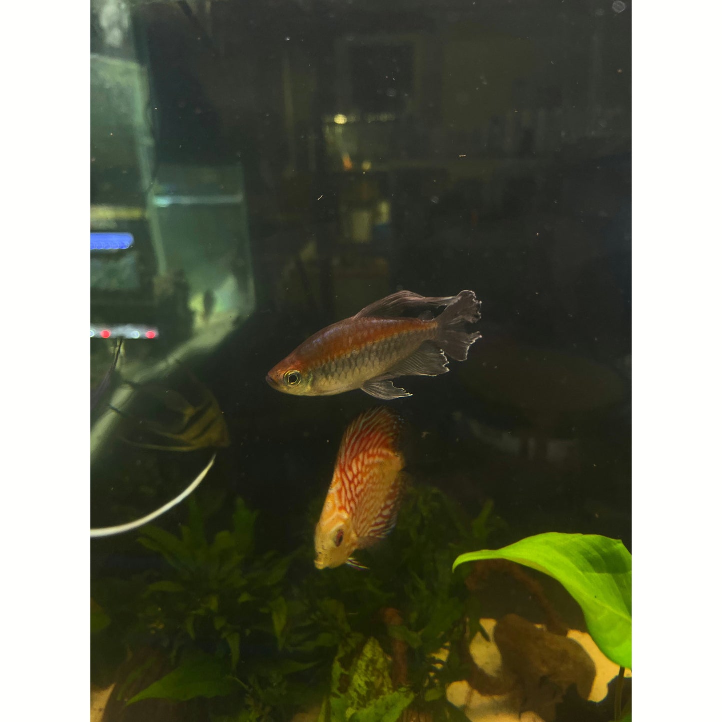 Congo Tetra - YoCamron’s Aquatics
