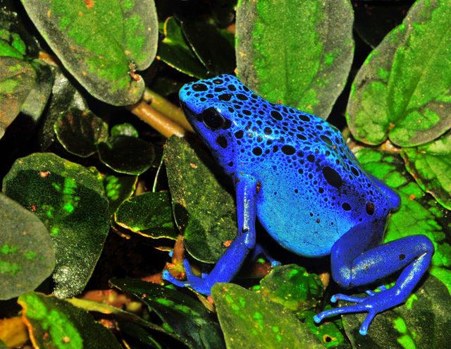 Blue poison dart frog (Dendrobates tinctorius 'azureus') on vivarium foliage — Photo: Michael Gäbler, CC BY 3.0, via Wikimedia Commons