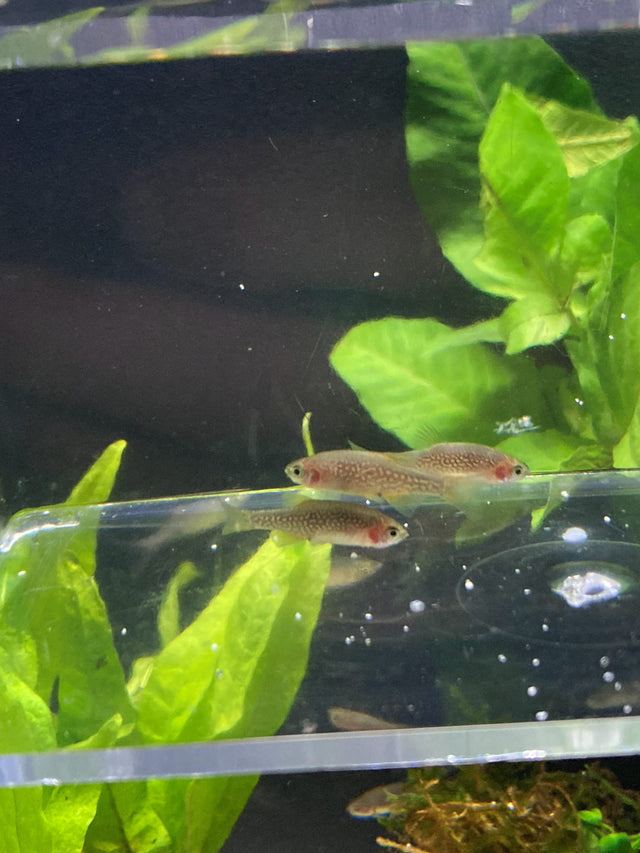 Two freshwater fish swimming among live aquarium plants