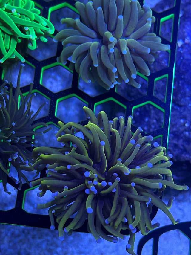 A vibrant home reef aquarium with colorful SPS and LPS corals