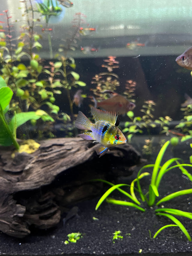 A planted freshwater aquarium with driftwood, live plants, and a dwarf cichlid