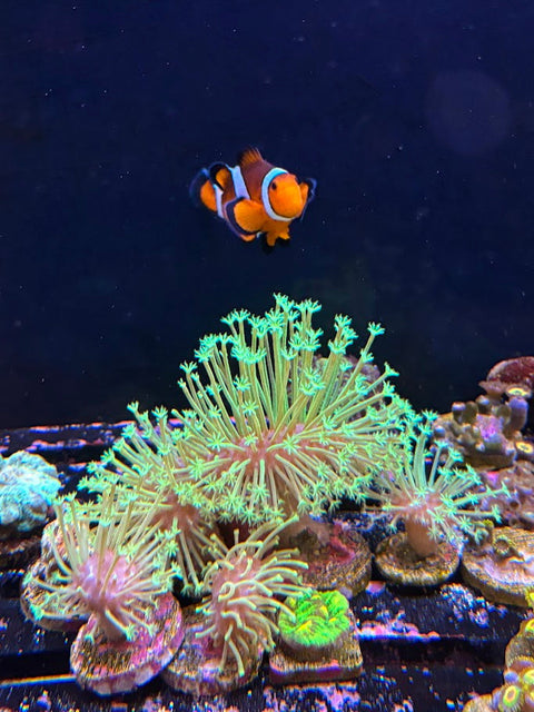 Aquarium Maintenance Services - Commercial Aquarium Maintenance - Hourly