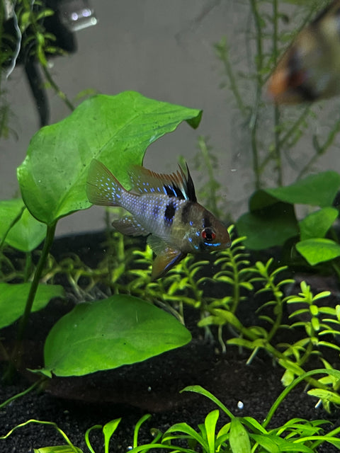 Freshwater Plants