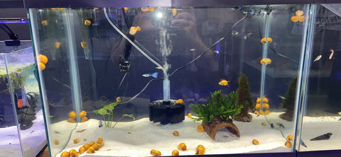 Freshwater Invertebrates