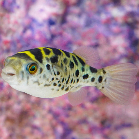 Freshwater Puffers - Green Spotted Puffer (Dichotomyctere nigroviridis)