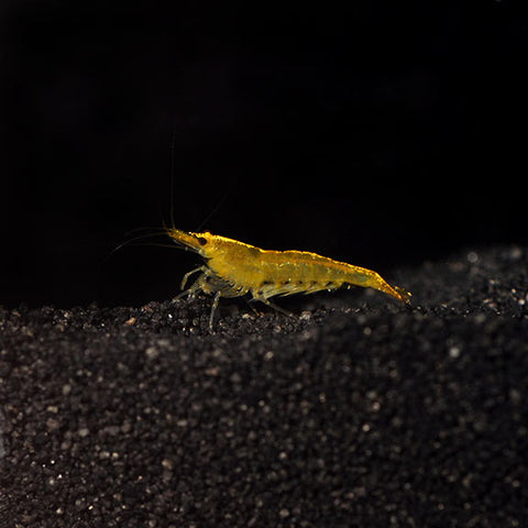 Freshwater Shrimp - Yellow Cherry Shrimp (Neocaridina davidi)