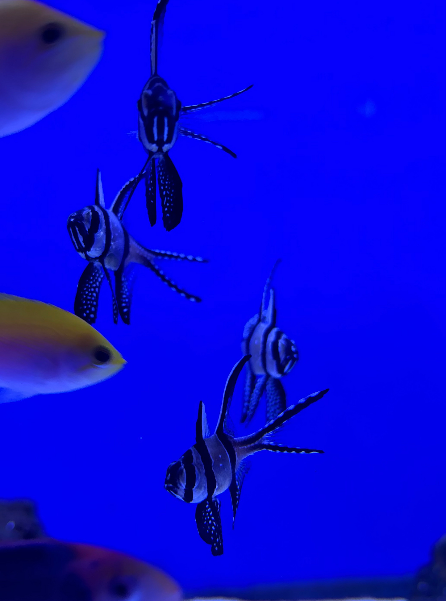 Banggai Cardinalfish