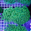 Neon Green Goniopora Coral