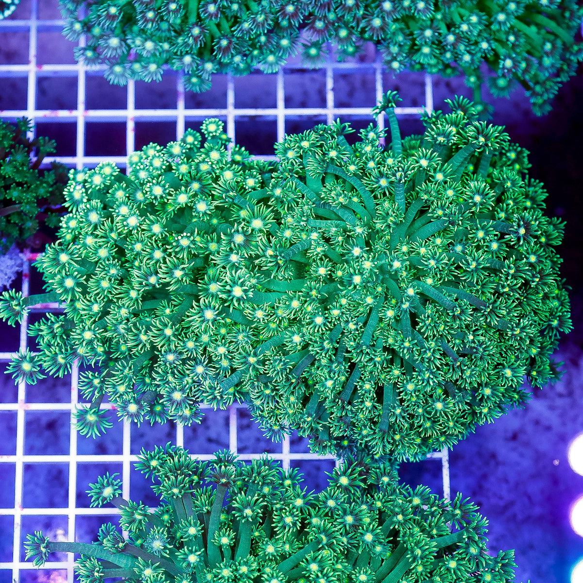Neon Green Goniopora Coral