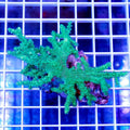 Neon Green Finger Leather Coral (Sinularia sp.)