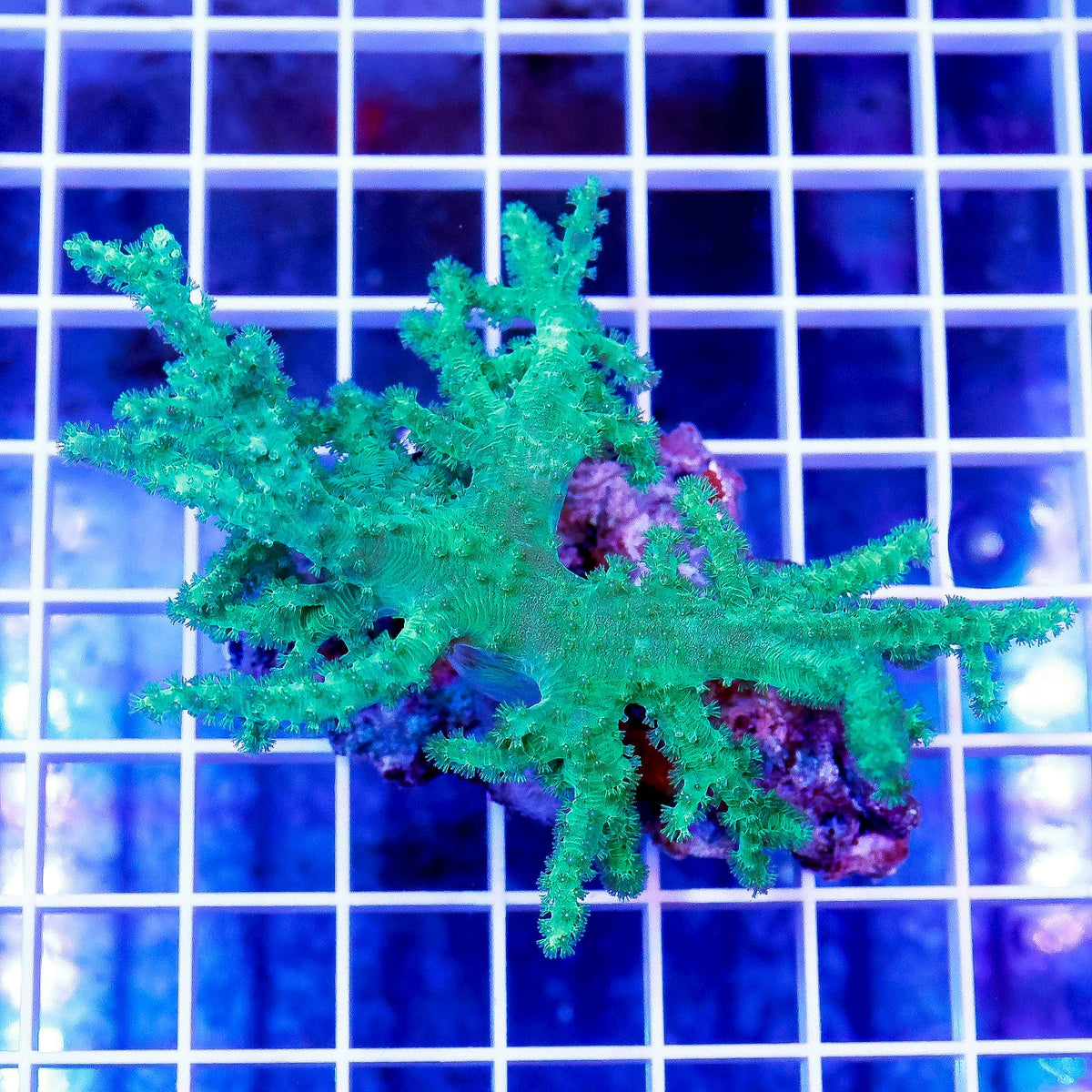 Neon Green Finger Leather Coral (Sinularia sp.)