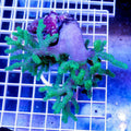 Fiji Neon Green Finger Leather Coral (Sinularia sp.)