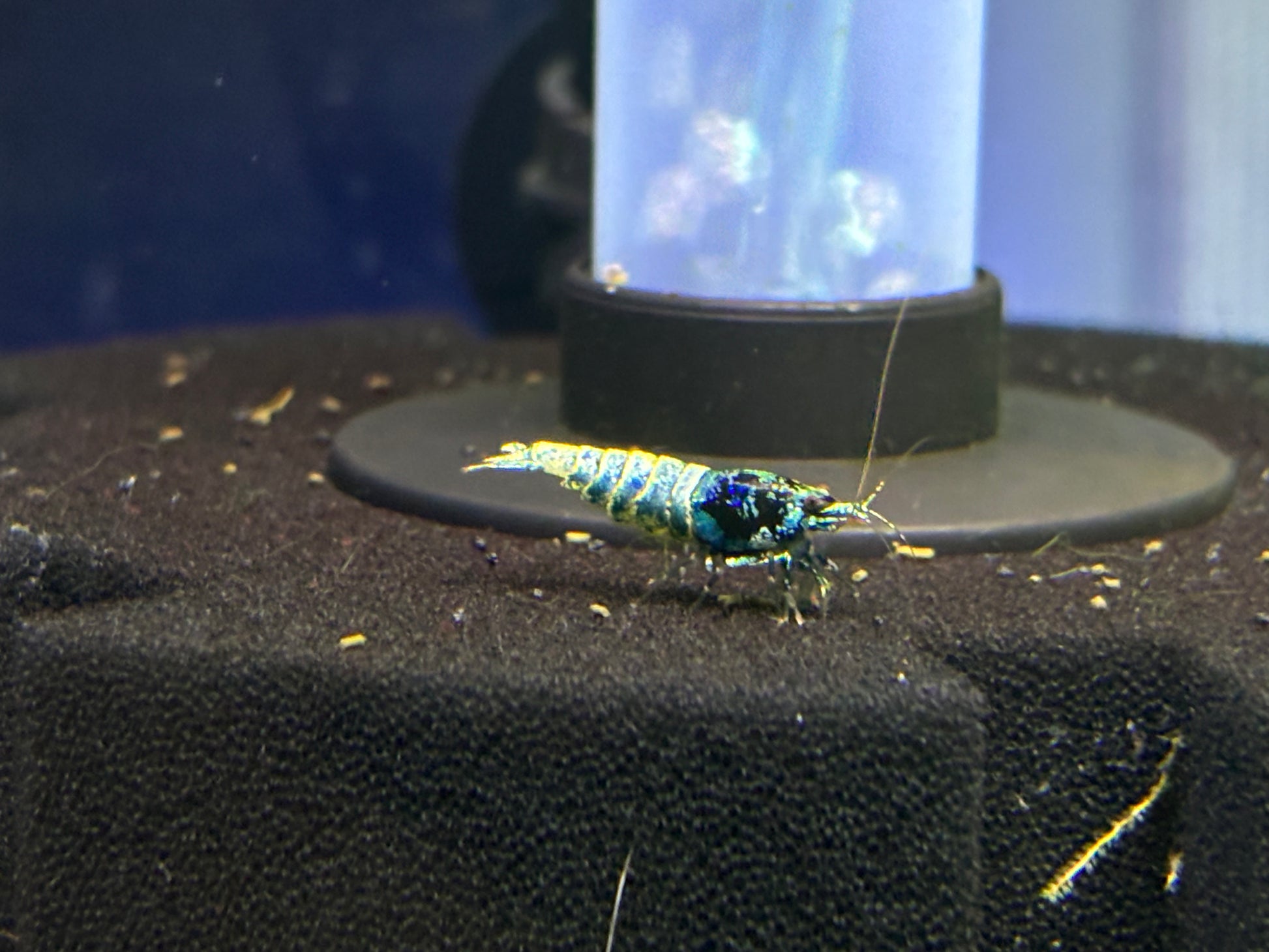 Blue Bolt Caridina Shrimp - YoCamron’s Aquatics