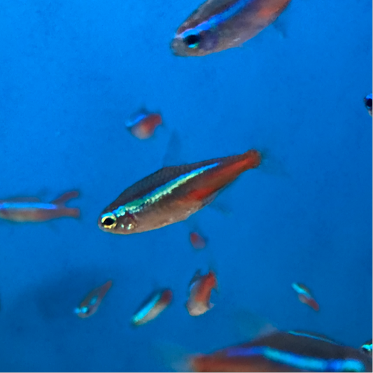 Neon Tetra