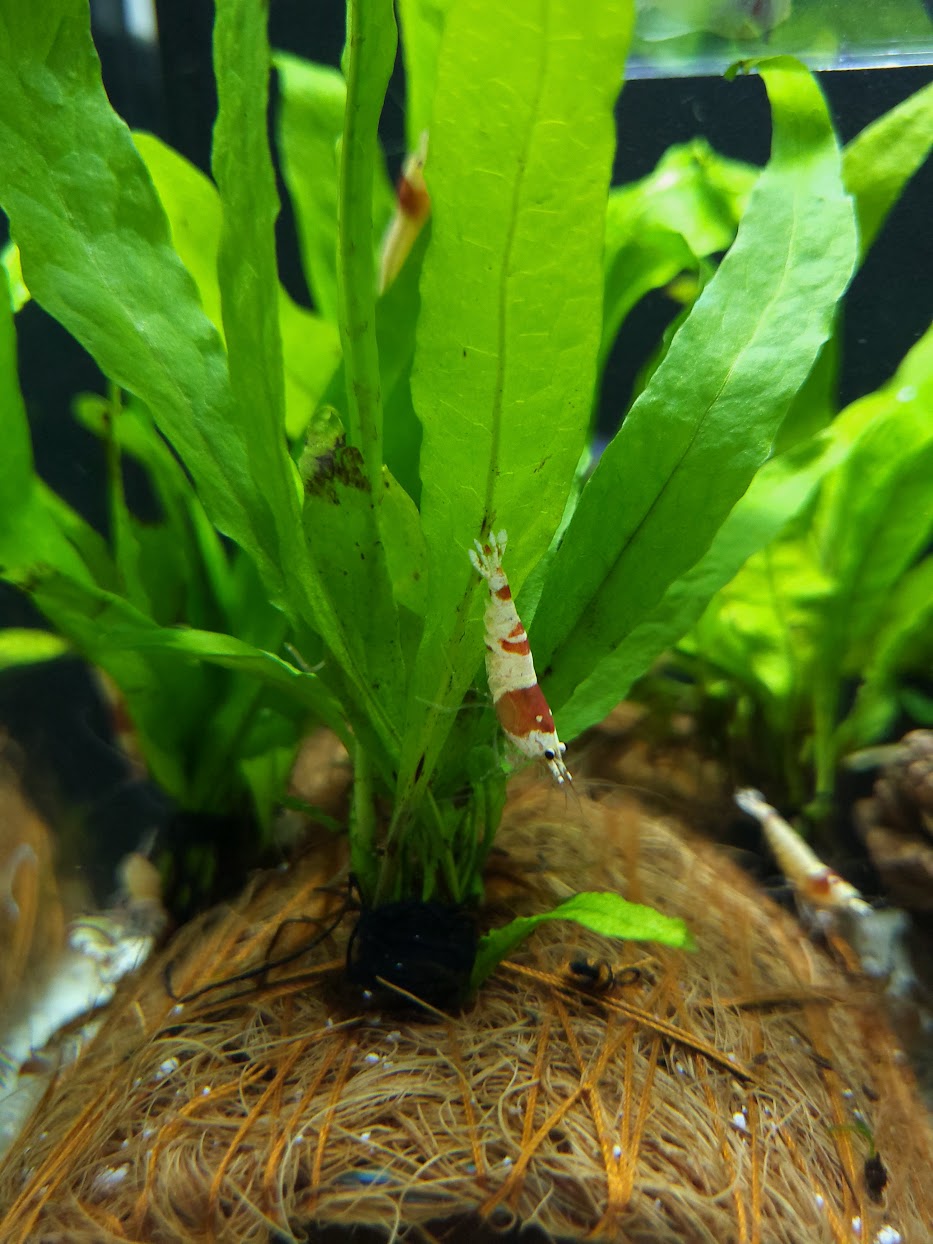 Crystal Red Shrimp Caridina - YoCamron’s Aquatics