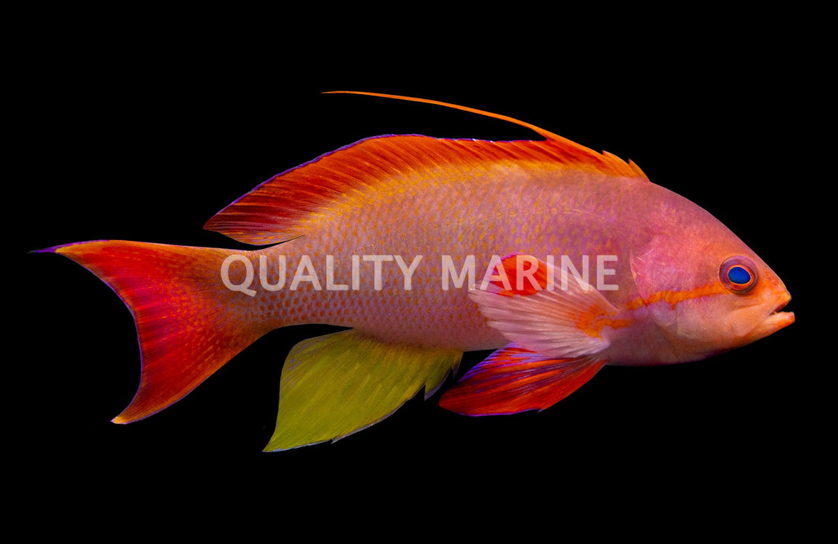 Blue Eye Lyretail Anthias (Pseudanthias squamipinnis) - Male